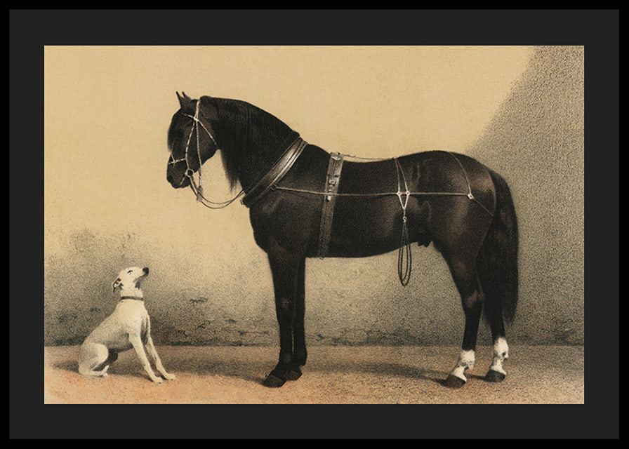 Illustrated black horse with harness next to sitting white dog-12