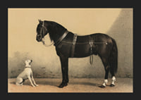 Illustrated black horse with harness next to sitting white dog-5