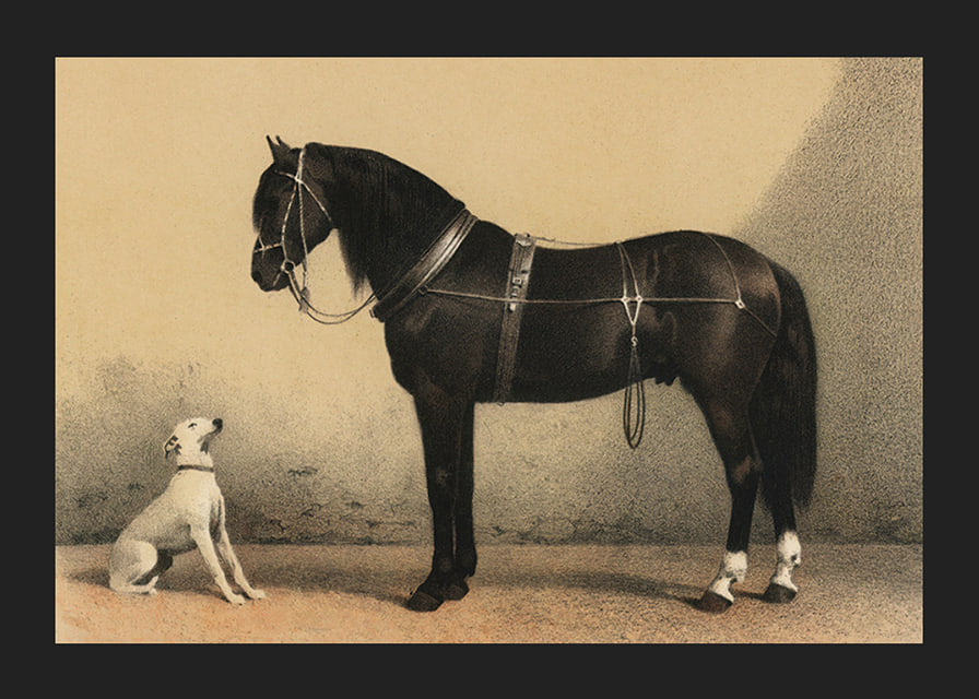 Illustrated black horse with harness next to sitting white dog-12