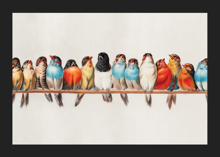 Petits oiseaux illustrés alignés sur une branche, couleurs vives-12