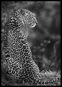 Black and white close-up of sitting jaguar in profile against blurred nature-6