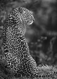 Black and white close-up of sitting jaguar in profile against blurred nature-7