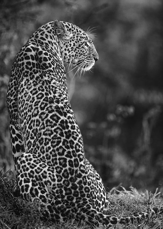 Black and white close-up of sitting jaguar in profile against blurred nature-12