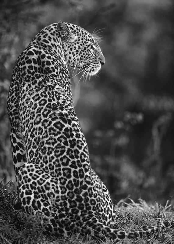 Jaguar B&W-12
