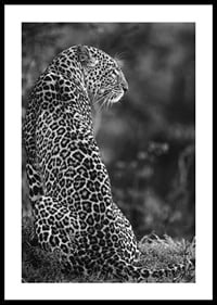 Black and white close-up of sitting jaguar in profile against blurred nature-0