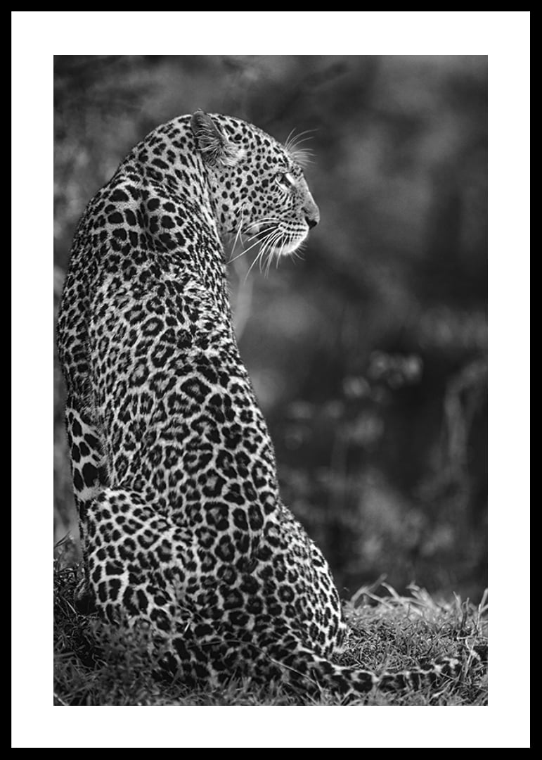 Black and white close-up of sitting jaguar in profile against blurred nature-12