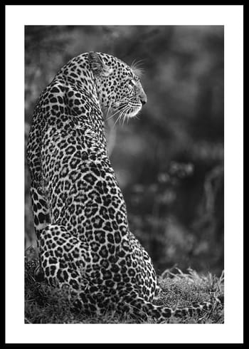 Poster Jaguar B&W