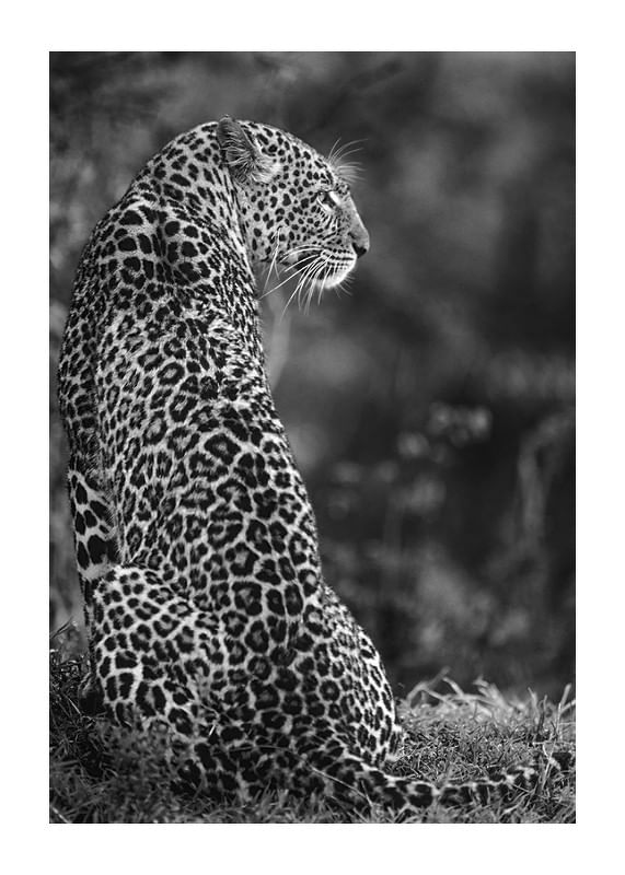 Jaguar B&W-12