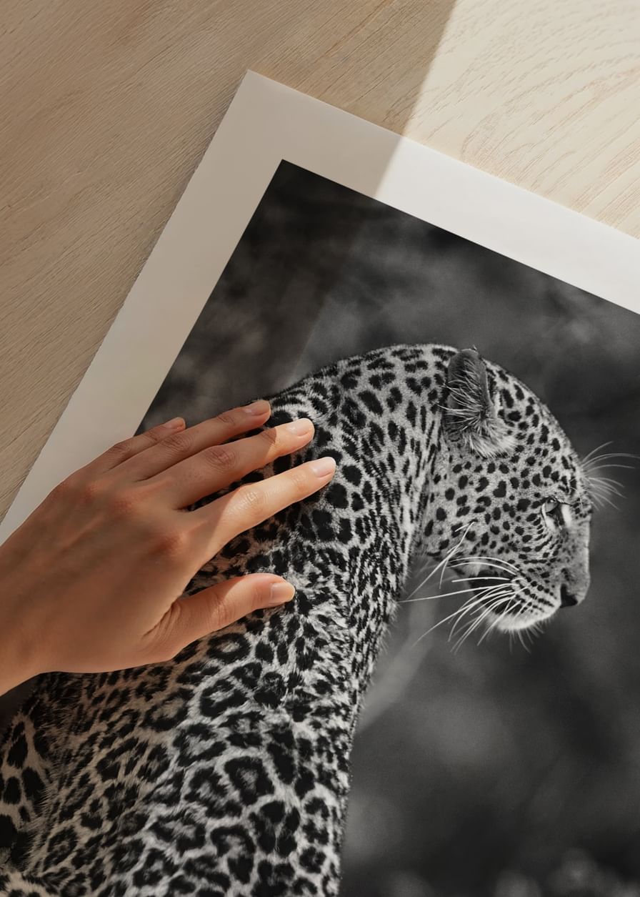 Jaguar B&W-12