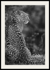 Juodai baltas sėdinčio jaguaro profilio stambus planas neryškioje gamtoje-2