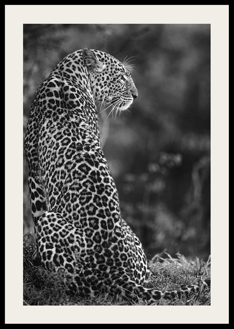 Juodai baltas sėdinčio jaguaro profilio stambus planas neryškioje gamtoje-12