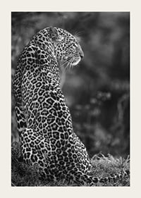 Black and white close-up of sitting jaguar in profile against blurred nature-3