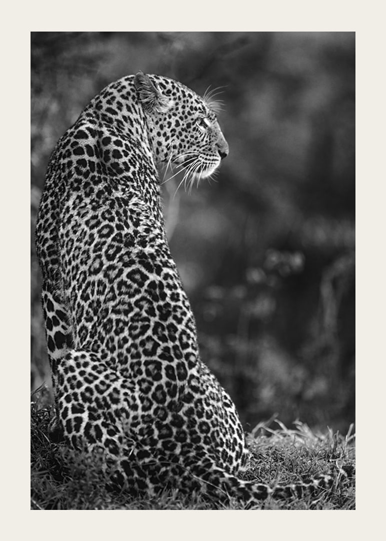 Black and white close-up of sitting jaguar in profile against blurred nature-12