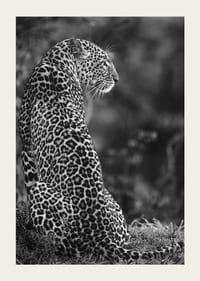 Juodai baltas sėdinčio jaguaro profilio stambus planas neryškioje gamtoje-3