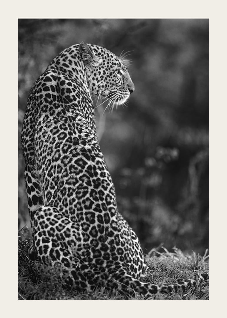 Juodai baltas sėdinčio jaguaro profilio stambus planas neryškioje gamtoje-12