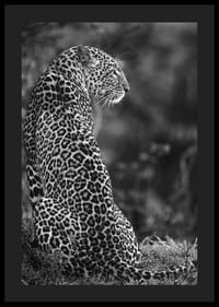 Juodai baltas sėdinčio jaguaro profilio stambus planas neryškioje gamtoje-4