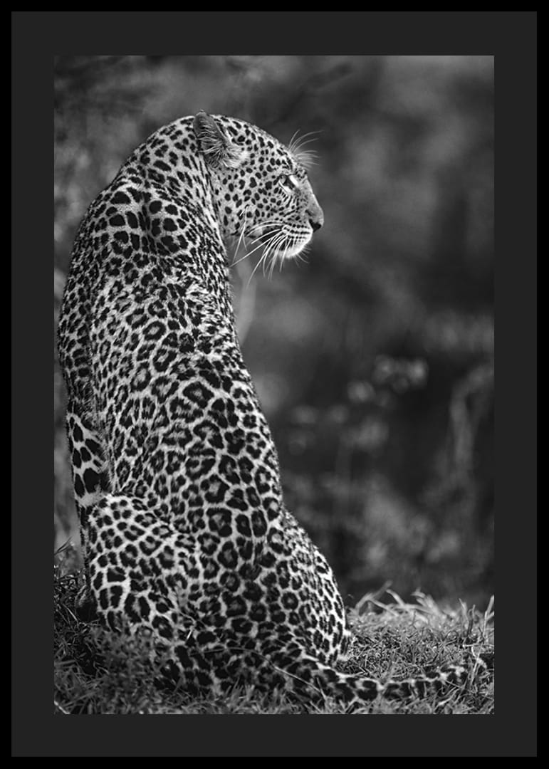 Juodai baltas sėdinčio jaguaro profilio stambus planas neryškioje gamtoje-12