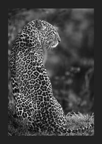 Juodai baltas sėdinčio jaguaro profilio stambus planas neryškioje gamtoje-5