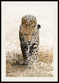 Fotografisk jaguar går rakt fram mot kameran, naturtoner-2
