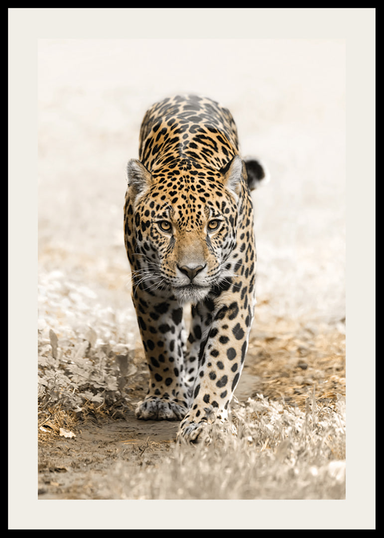 Fotografisk jaguar går rakt fram mot kameran, naturtoner-12