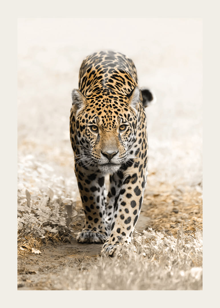 Fotografisks jaguārs, kas iet taisni kameras virzienā, dabiski toņi-12