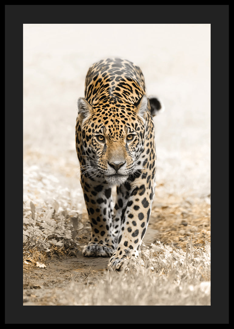 Fotografisk jaguar går rakt fram mot kameran, naturtoner-12