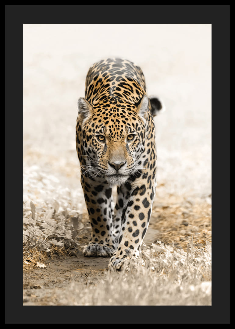 Fotografisks jaguārs, kas iet taisni kameras virzienā, dabiski toņi-12