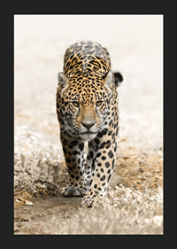Fotografisk jaguar går rakt fram mot kameran, naturtoner-5