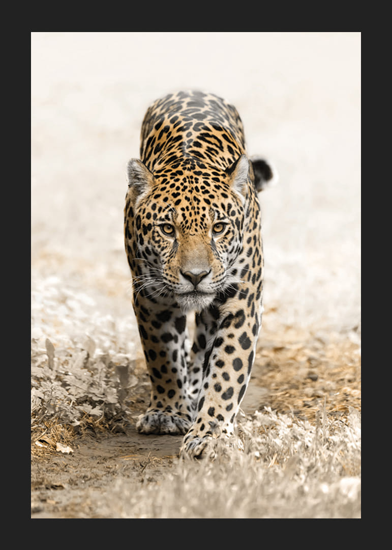 Fotografisks jaguārs, kas iet taisni kameras virzienā, dabiski toņi-12