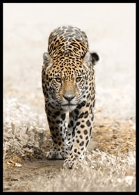 Fotografisk jaguar går rakt fram mot kameran, naturtoner-6