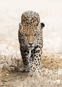 Fotografisk jaguar går rakt fram mot kameran, naturtoner-7