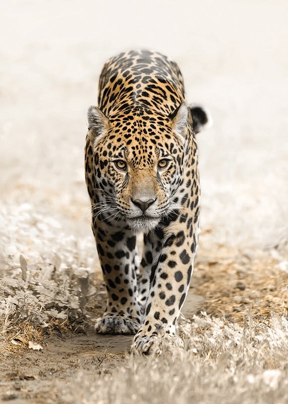 Fotografisk jaguar går rakt fram mot kameran, naturtoner-12