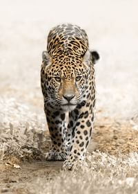 Jaguar-3