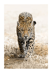 Fotografisk jaguar går rakt fram mot kameran, naturtoner-1