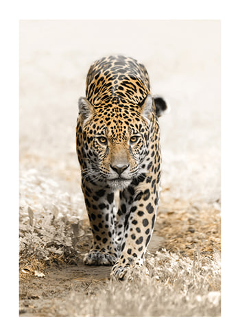 Poster Jaguar