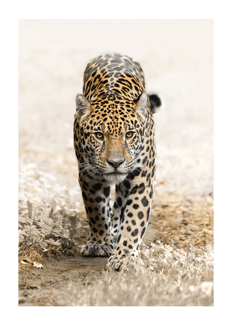 Fotografisk jaguar går rakt fram mot kameran, naturtoner-12