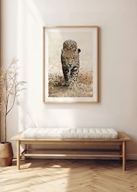 Fotografisk jaguar går rakt fram mot kameran, naturtoner-8