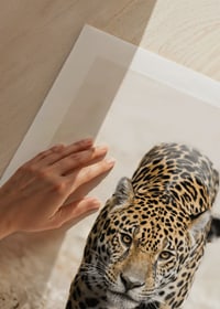 Fotografisk jaguar går rakt fram mot kameran, naturtoner-9