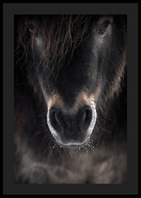 Close-up of horse mule in dark brown and black tones-0