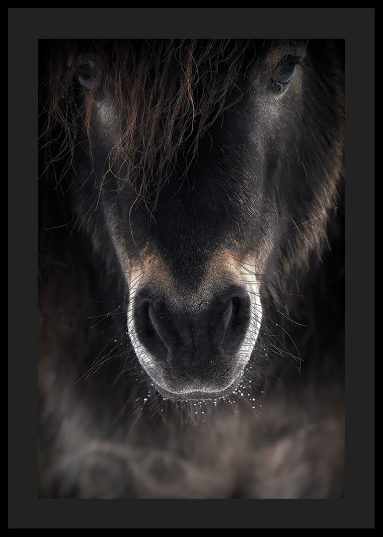 Close-up of horse mule in dark brown and black tones-12