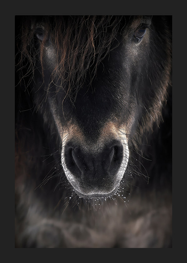Plakāts Horse Mule