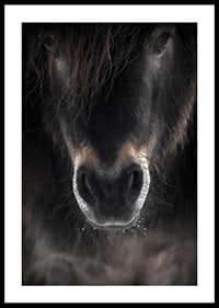 Close-up of horse mule in dark brown and black tones-2