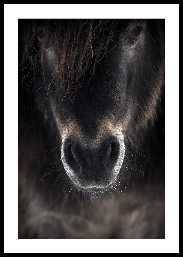 Close-up of horse mule in dark brown and black tones-12