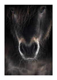 Close-up of horse mule in dark brown and black tones-3
