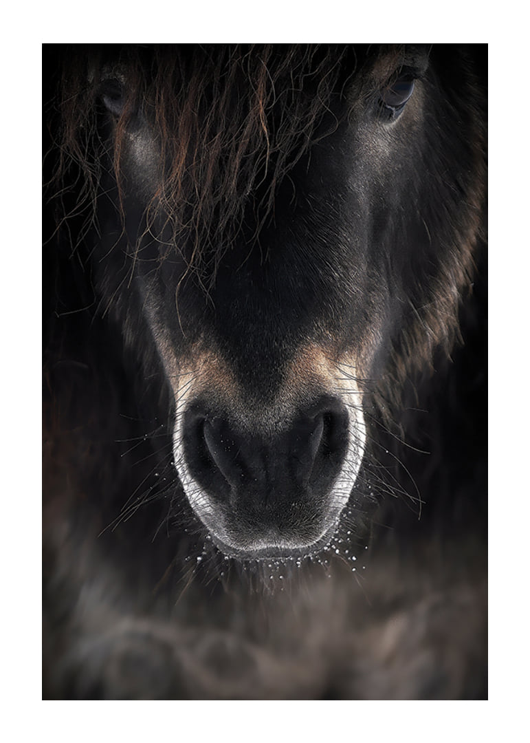 Close-up of horse mule in dark brown and black tones-12