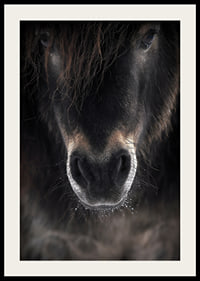 Close-up of horse mule in dark brown and black tones-4