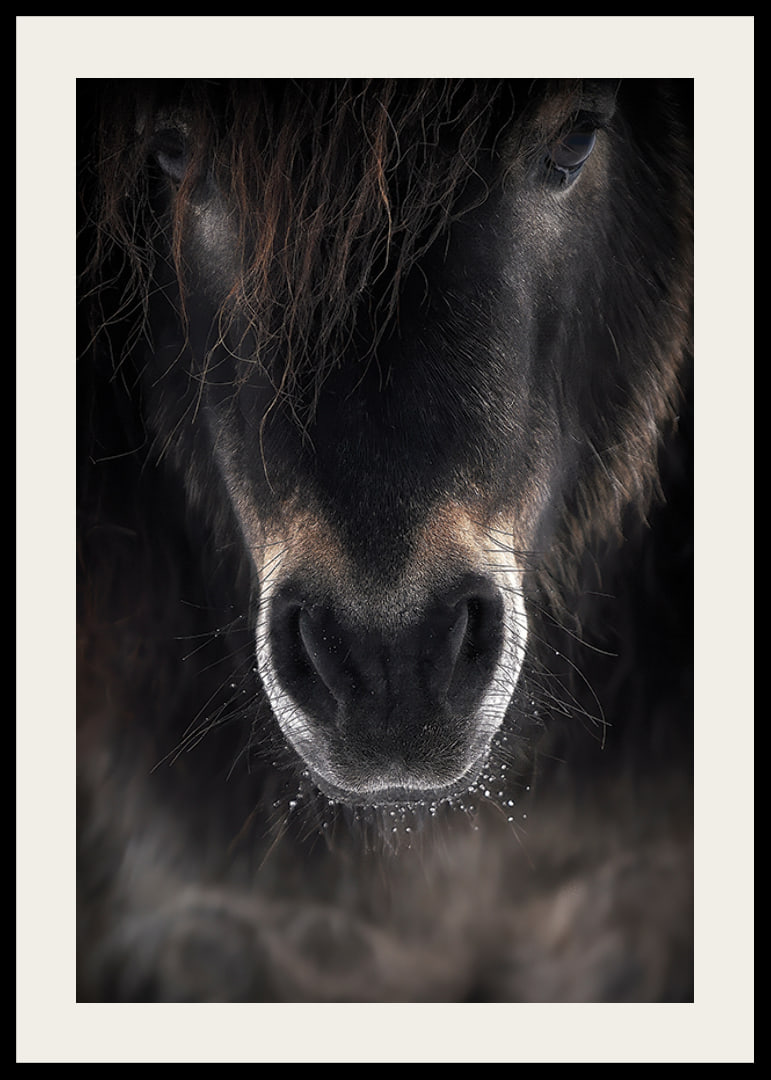 Close-up of horse mule in dark brown and black tones-12