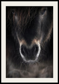 Prim-plan al unui catâr în tonuri de maro închis și negru-4