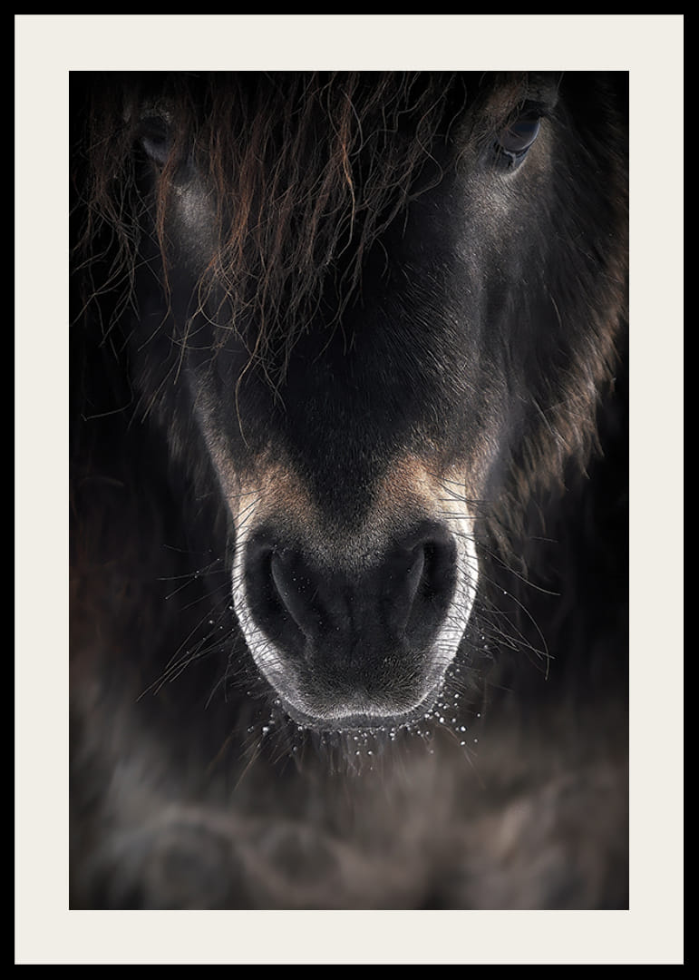 Prim-plan al unui catâr în tonuri de maro închis și negru-12