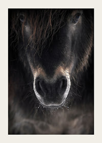 Close-up of horse mule in dark brown and black tones-5